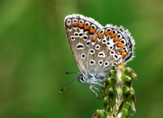 okgzl Mavi (Polyommatus icarus)