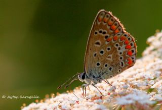 okgzl Mavi (Polyommatus icarus)