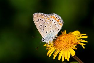 okgzl Mavi (Polyommatus icarus)