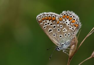 okgzl Mavi (Polyommatus icarus)