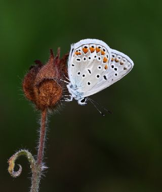 okgzl Mavi (Polyommatus icarus)