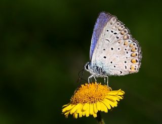 okgzl Mavi (Polyommatus icarus)