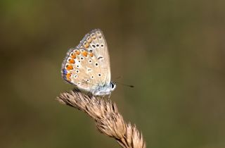 okgzl Mavi (Polyommatus icarus)
