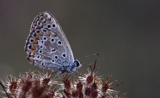 okgzl Mavi (Polyommatus icarus)