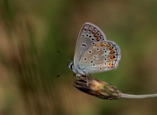 okgzl Mavi (Polyommatus icarus)