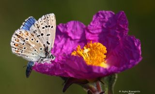 okgzl Gk Mavisi (Polyommatus bellargus)