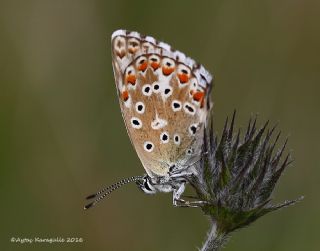 okgzl Gk Mavisi (Polyommatus bellargus)