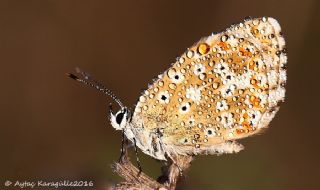 okgzl Gk Mavisi (Polyommatus bellargus)