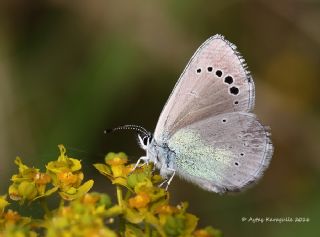 Karagz Mavisi (Glaucopsyche alexis)