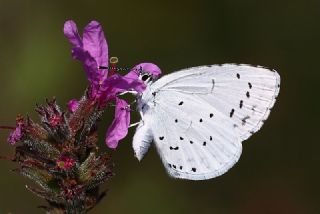 Kutsal Mavi (Celastrina argiolus)