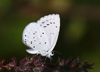 Kutsal Mavi (Celastrina argiolus)