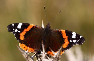 Atalanta (Vanessa atalanta)