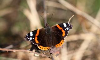 Atalanta (Vanessa atalanta)