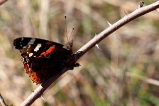 Atalanta (Vanessa atalanta)