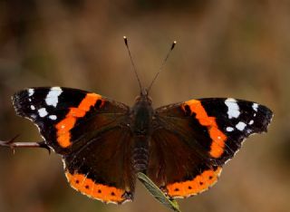 Atalanta (Vanessa atalanta)