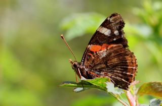 Atalanta (Vanessa atalanta)