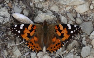 Diken Kelebei (Vanessa cardui)