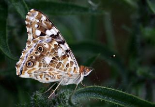 Diken Kelebei (Vanessa cardui)