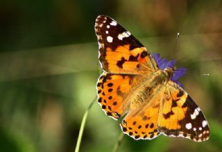 Diken Kelebei (Vanessa cardui)