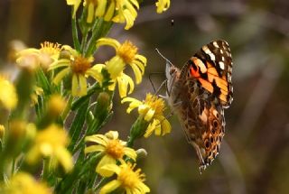 Diken Kelebei (Vanessa cardui)
