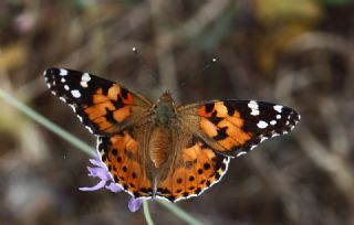 Diken Kelebei (Vanessa cardui)