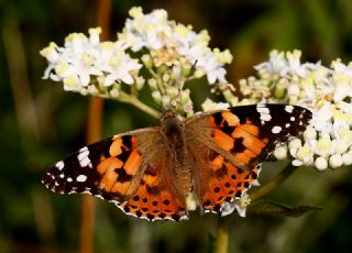 Diken Kelebei (Vanessa cardui)