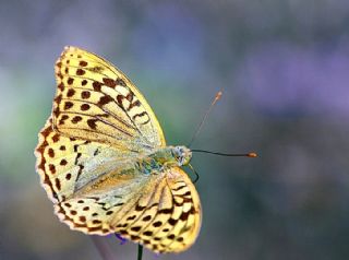 Cengaver (Argynnis paphia)