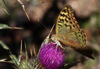 Bahadr (Argynnis pandora)
