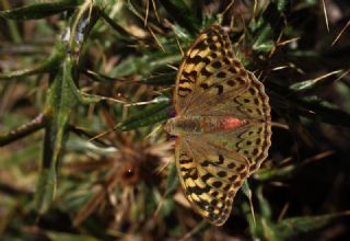 Bahadr (Argynnis pandora)