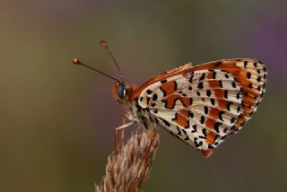 Benekli parhan (Melitaea didyma)