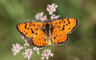 Benekli parhan (Melitaea didyma)