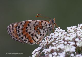 Benekli parhan (Melitaea didyma)