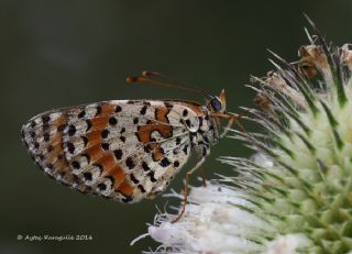 Benekli parhan (Melitaea didyma)