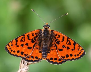 Benekli parhan (Melitaea didyma)