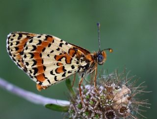 Benekli parhan (Melitaea didyma)