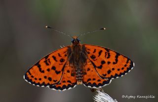 Benekli parhan (Melitaea didyma)