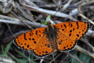 Benekli parhan (Melitaea didyma)