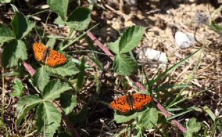 Benekli parhan (Melitaea didyma)