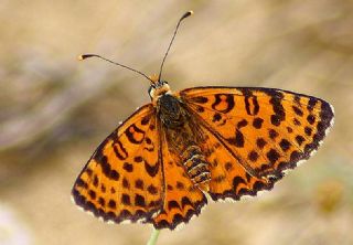 Benekli parhan (Melitaea didyma)