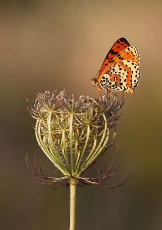 Benekli parhan (Melitaea didyma)