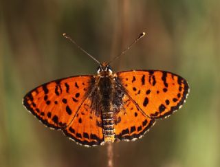 Benekli parhan (Melitaea didyma)