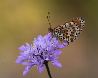 Benekli parhan (Melitaea didyma)