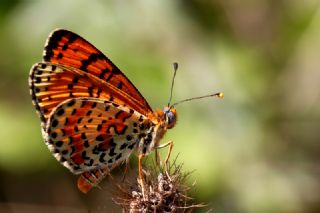 Benekli parhan (Melitaea didyma)