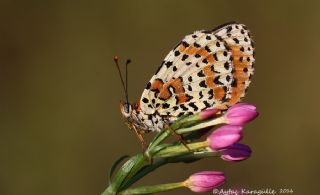 Benekli parhan (Melitaea didyma)