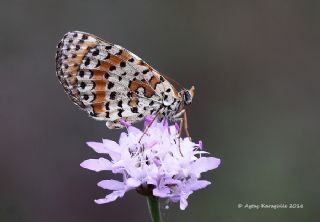 Benekli parhan (Melitaea didyma)