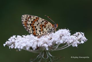 Benekli parhan (Melitaea didyma)