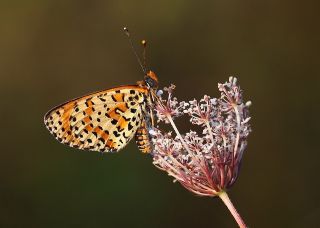 Benekli parhan (Melitaea didyma)