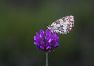 Orman Melikesi (Melanargia galathea)