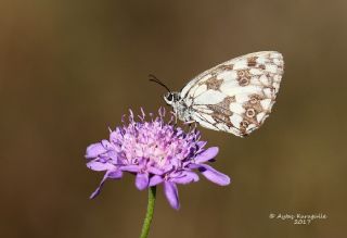 Orman Melikesi (Melanargia galathea)