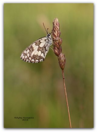 Orman Melikesi (Melanargia galathea)